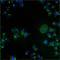 Trans-Golgi network integral membrane protein TGN38 antibody, GTX22809, GeneTex, Immunocytochemistry image 