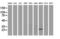 RNA Binding Protein, MRNA Processing Factor antibody, LS-C175190, Lifespan Biosciences, Western Blot image 