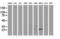 RNA-binding protein with multiple splicing antibody, LS-C175190, Lifespan Biosciences, Western Blot image 