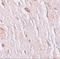 Solute Carrier Family 39 Member 7 antibody, A07719-2, Boster Biological Technology, Immunohistochemistry frozen image 