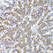 Autophagy Related 3 antibody, GTX09507, GeneTex, Immunohistochemistry paraffin image 