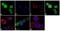 Cbl Proto-Oncogene antibody, 702365, Invitrogen Antibodies, Immunofluorescence image 