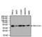 Killer cell lectin-like receptor subfamily B member 1G antibody, MA5-17539, Invitrogen Antibodies, Western Blot image 