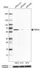 Transforming Growth Factor Beta Regulator 4 antibody, HPA020582, Atlas Antibodies, Western Blot image 