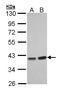 Serine/threonine-protein phosphatase PP1-gamma catalytic subunit antibody, LS-C185715, Lifespan Biosciences, Western Blot image 