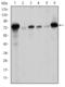 Lamin A/C antibody, M00438-3, Boster Biological Technology, Western Blot image 