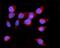 Hypoxia Up-Regulated 1 antibody, A04934-2, Boster Biological Technology, Immunofluorescence image 