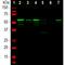 Peripherin antibody, PA1-10012, Invitrogen Antibodies, Western Blot image 