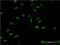 XPA, DNA Damage Recognition And Repair Factor antibody, H00007507-M01, Novus Biologicals, Immunofluorescence image 