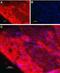 Neurotrophic Receptor Tyrosine Kinase 3 antibody, PA5-77539, Invitrogen Antibodies, Immunohistochemistry frozen image 