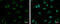 Zinc Finger Protein 189 antibody, GTX117129, GeneTex, Immunofluorescence image 