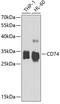 CD74 Molecule antibody, GTX53927, GeneTex, Western Blot image 