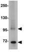 TNF Alpha Induced Protein 3 antibody, GTX31376, GeneTex, Western Blot image 