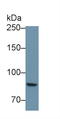 Protein Tyrosine Phosphatase Receptor Type S antibody, LS-C296136, Lifespan Biosciences, Western Blot image 