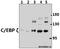 CCAAT Enhancer Binding Protein Zeta antibody, A04074, Boster Biological Technology, Western Blot image 