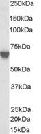 Target Of Myb1 Like 2 Membrane Trafficking Protein antibody, 46-505, ProSci, Enzyme Linked Immunosorbent Assay image 