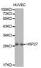 Heat Shock Protein Family B (Small) Member 1 antibody, abx000625, Abbexa, Western Blot image 