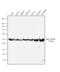 Tubulin Alpha 4a antibody, PA5-19489, Invitrogen Antibodies, Western Blot image 