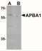 Mint-1 antibody, NBP2-41182, Novus Biologicals, Western Blot image 