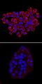 p65 antibody, MAB72261, R&D Systems, Immunofluorescence image 