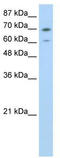 Interleukin Enhancer Binding Factor 3 antibody, TA345879, Origene, Western Blot image 