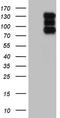 Histone Deacetylase 4 antibody, TA804963, Origene, Western Blot image 