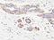 Myosin Heavy Chain 11 antibody, MBS438719, MyBioSource, Immunohistochemistry paraffin image 