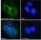 Corticotropin Releasing Hormone Receptor 1 antibody, NB100-57078, Novus Biologicals, Immunofluorescence image 