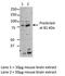 Microtubule Affinity Regulating Kinase 3 antibody, TA337660, Origene, Western Blot image 