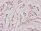 Doublecortin antibody, A01053-2, Boster Biological Technology, Immunohistochemistry paraffin image 