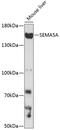 Semaphorin 5A antibody, 15-744, ProSci, Western Blot image 