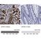 Apolipoprotein D antibody, NBP2-57684, Novus Biologicals, Immunohistochemistry paraffin image 