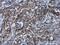 Cyclin D2 antibody, PA5-77890, Invitrogen Antibodies, Immunohistochemistry frozen image 