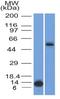 Forkhead Box A1 antibody, NBP2-45269, Novus Biologicals, Western Blot image 
