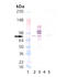 Protein Kinase C Alpha antibody, ADI-KAM-PK020-F, Enzo Life Sciences, Western Blot image 