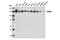Tripartite Motif Containing 33 antibody, 13387S, Cell Signaling Technology, Western Blot image 
