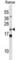 COP9 Signalosome Subunit 8 antibody, abx028466, Abbexa, Western Blot image 