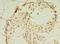 Geminin DNA Replication Inhibitor antibody, LS-C375808, Lifespan Biosciences, Immunohistochemistry frozen image 