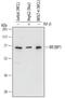 Interferon Regulatory Factor 2 Binding Protein 1 antibody, AF6800, R&D Systems, Western Blot image 