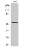 Apoptosis And Caspase Activation Inhibitor antibody, A08274, Boster Biological Technology, Western Blot image 