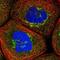 Proteasome 26S Subunit, Non-ATPase 6 antibody, NBP1-81545, Novus Biologicals, Immunofluorescence image 