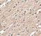 Sprouty Related EVH1 Domain Containing 3 antibody, 4851, ProSci, Immunohistochemistry frozen image 