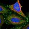 Testin LIM Domain Protein antibody, NBP1-87987, Novus Biologicals, Immunofluorescence image 