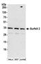 Surfeit 2 antibody, A304-611A, Bethyl Labs, Western Blot image 