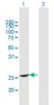 RAB37, Member RAS Oncogene Family antibody, H00326624-B01P, Novus Biologicals, Western Blot image 