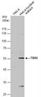 T-box transcription factor TBX5 antibody, NBP1-33715, Novus Biologicals, Western Blot image 