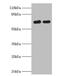 Fibronectin Leucine Rich Transmembrane Protein 1 antibody, CSB-PA865196EA01HU, Cusabio, Western Blot image 