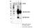 CD109 Molecule antibody, 24765S, Cell Signaling Technology, Immunoprecipitation image 