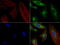 Sequestosome 1 antibody, LS-C796676, Lifespan Biosciences, Immunofluorescence image 