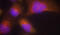Neurotrophic Receptor Tyrosine Kinase 2 antibody, STJ22322, St John